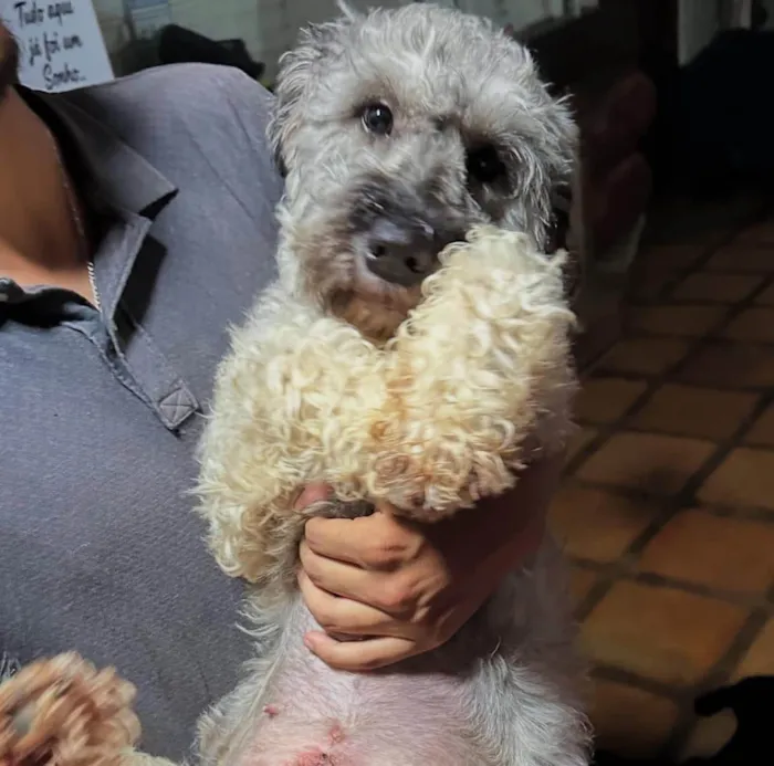 Cachorro ra a SRD-ViraLata idade 2 anos nome Monalisa