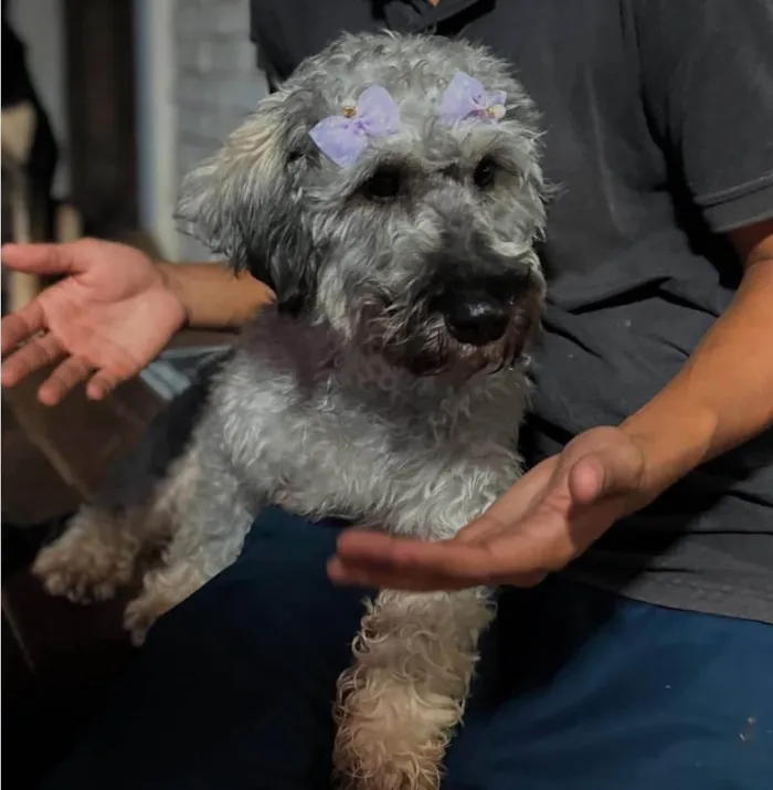 Cachorro ra a SRD-ViraLata idade 2 anos nome Monalisa