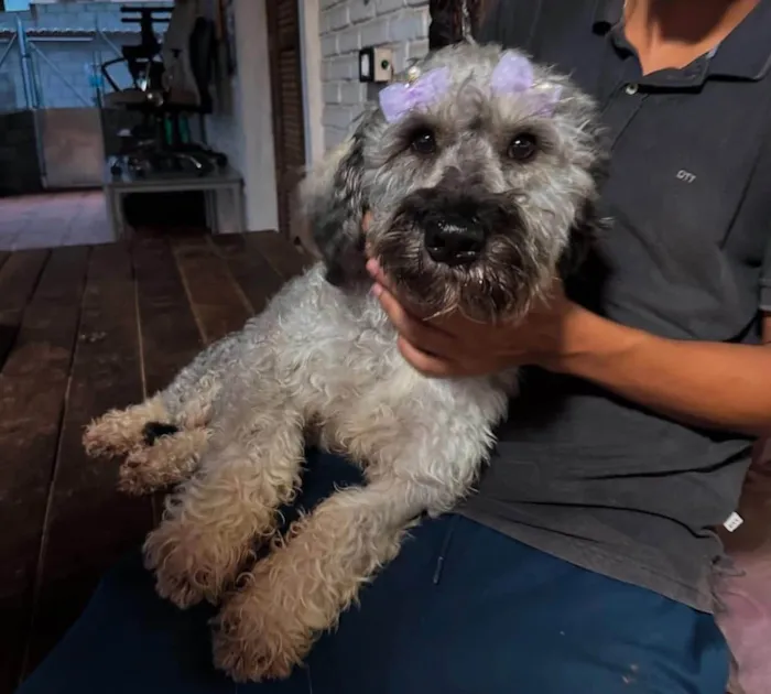 Cachorro ra a SRD-ViraLata idade 2 anos nome Monalisa