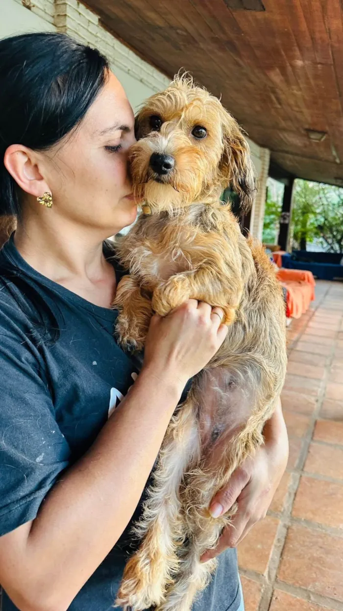 Cachorro ra a SRD-ViraLata idade 2 anos nome Polenta