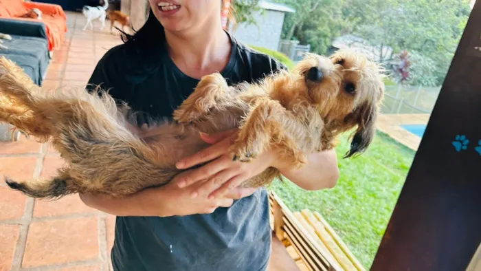 Cachorro ra a SRD-ViraLata idade 2 anos nome Polenta