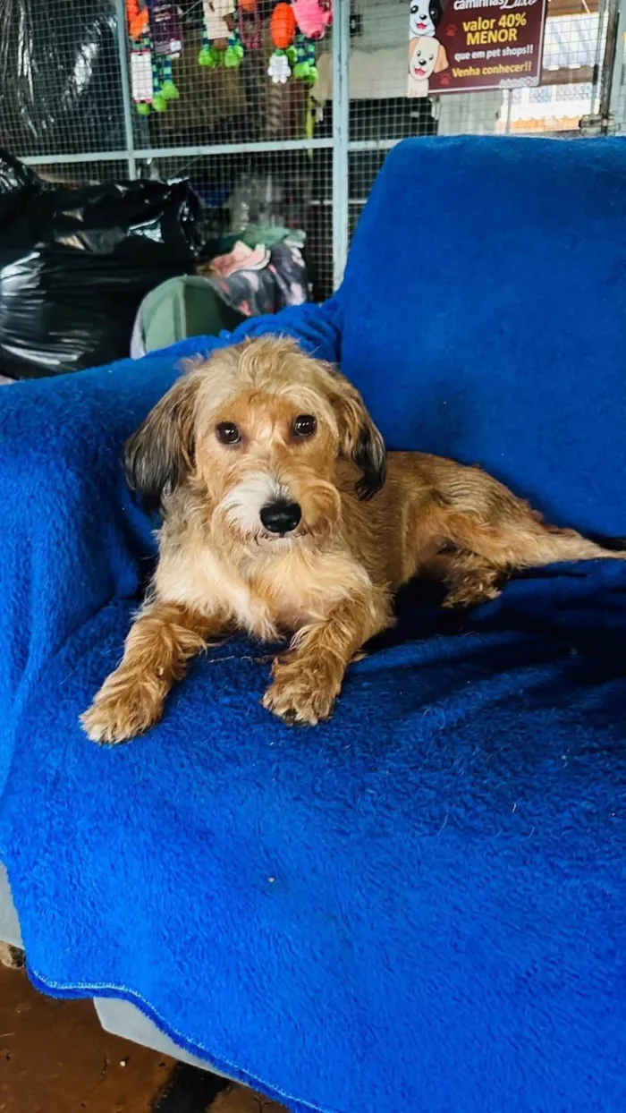 Cachorro ra a SRD-ViraLata idade 2 anos nome Polenta