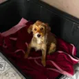 Polenta