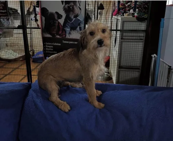 Cachorro ra a SRD-ViraLata idade 2 anos nome Polenta