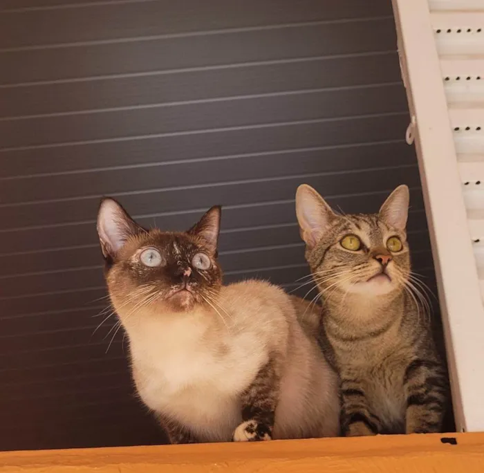 Gato ra a SRD-ViraLata idade 7 a 11 meses nome 2 Gatos Urgente