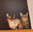 2 Gatos Urgente