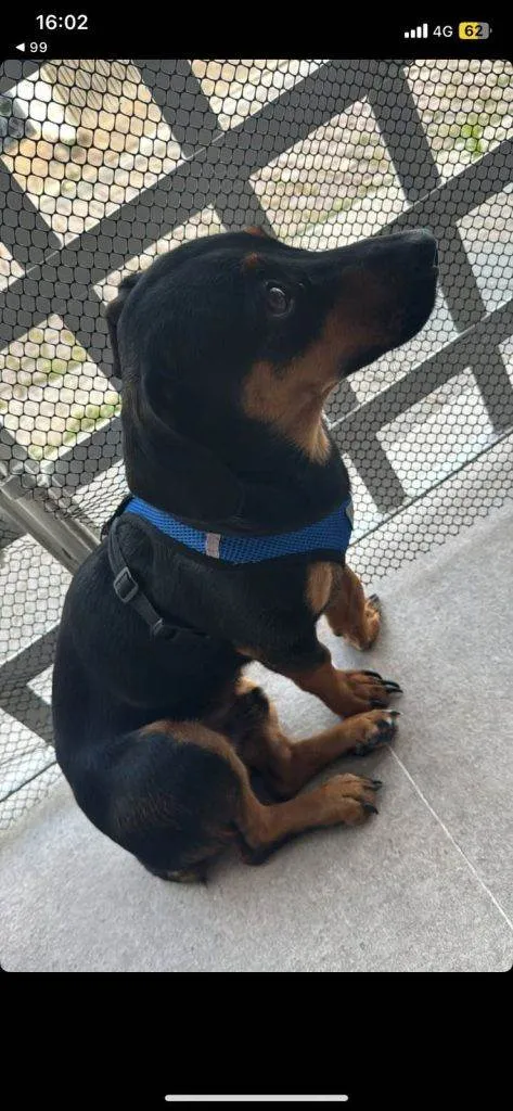 Cachorro ra a SRD-ViraLata idade 2 a 6 meses nome Porte P Urgente