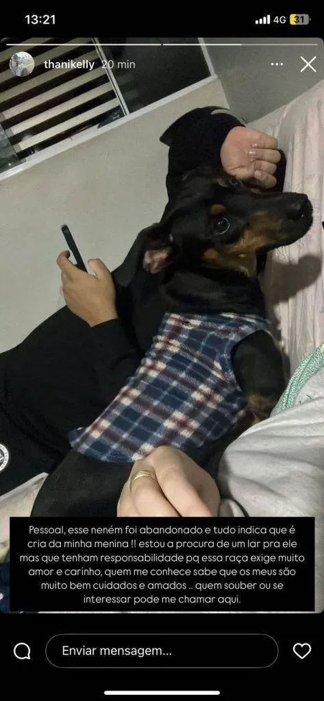 Cachorro ra a SRD-ViraLata idade 2 a 6 meses nome Porte P Urgente
