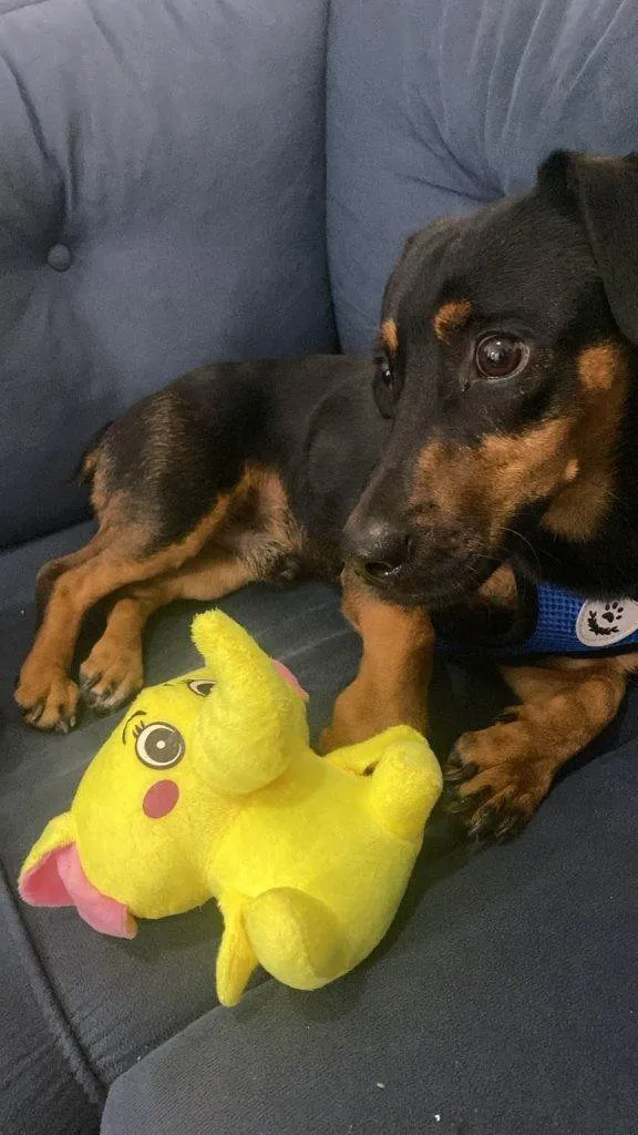 Cachorro ra a SRD-ViraLata idade 2 a 6 meses nome Porte P Urgente