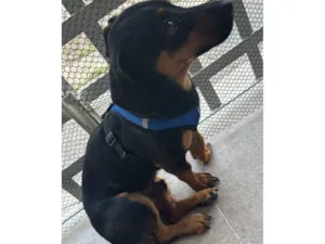 Cachorro raça SRD-ViraLata idade 2 a 6 meses nome Porte P Urgente