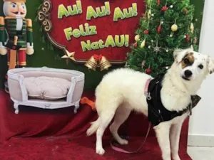Cachorro raça SRD-ViraLata idade 7 a 11 meses nome Adoção Urgente