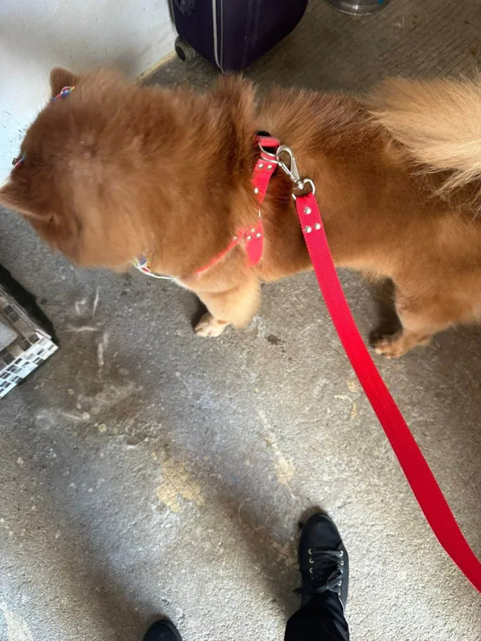 Cachorro ra a Chow Chow idade 2 a 6 meses nome Chow Chow Urgente