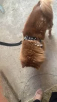 Chow Chow Urgente