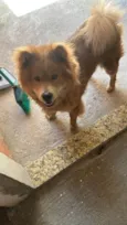 Chow Chow Urgente