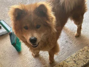 Cachorro raça Chow Chow idade 2 a 6 meses nome Chow Chow Urgente