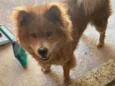 Chow Chow Urgente