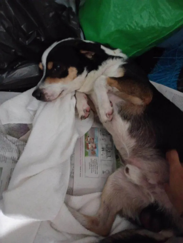 Cachorro ra a SRD-ViraLata idade 2 a 6 meses nome Porte M/P Urgente