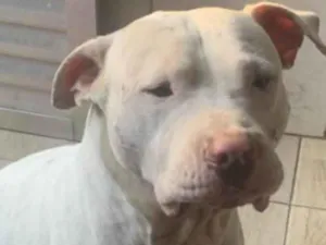 Cachorro raça Pit-Bull idade 1 ano nome Horus 