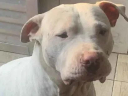 Cachorro raça Pit-Bull idade 1 ano nome Horus 