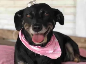 Cachorro raça SRD-ViraLata idade 3 anos nome Lavínia 