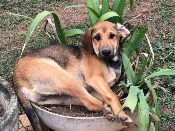 Cachorro ra a SRD-ViraLata idade 1 ano nome Tutu