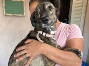 Cachorro raça SRD-ViraLata idade 1 ano nome Olívia 