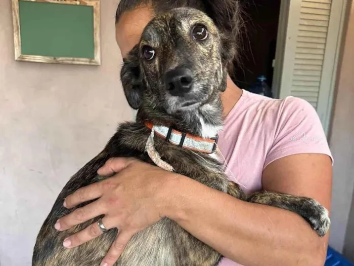 Cachorro ra a SRD-ViraLata idade 1 ano nome Olívia 
