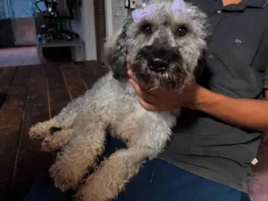 Cachorro raça SRD-ViraLata idade 2 anos nome Monalisa