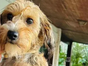 Cachorro raça SRD-ViraLata idade 2 anos nome Polenta