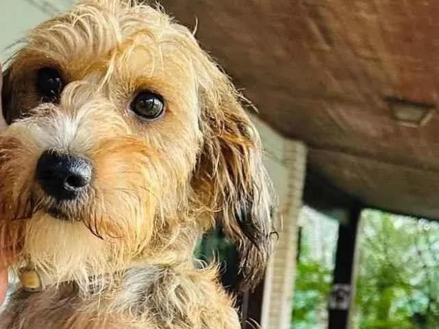Cachorro ra a SRD-ViraLata idade 2 anos nome Polenta