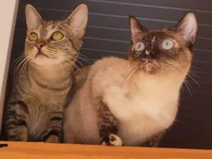 Gato raça SRD-ViraLata idade 7 a 11 meses nome 2 Gatos Urgente