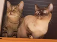 2 Gatos Urgente