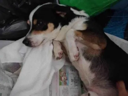 Cachorro raça SRD-ViraLata idade 2 a 6 meses nome Porte M/P Urgente
