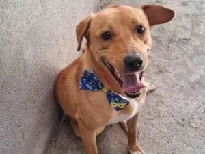 Cachorro raça SRD-ViraLata idade 2 a 6 meses nome Porte P Urgente