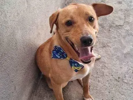 Cachorro ra a SRD-ViraLata idade 2 a 6 meses nome Porte P Urgente