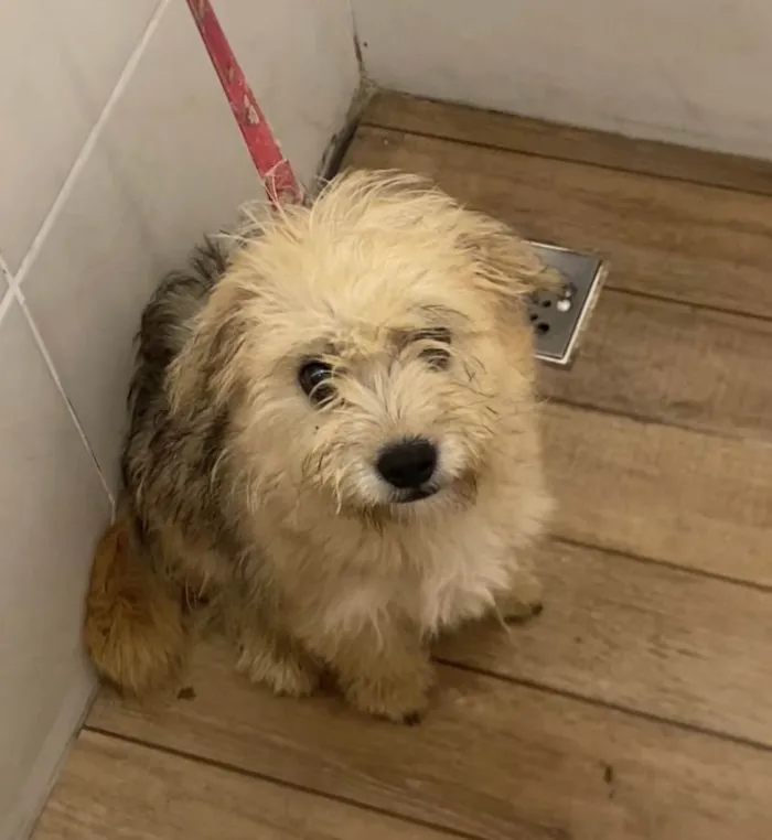 Cachorro ra a SRD-ViraLata idade 2 a 6 meses nome Amora 
