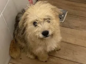 Cachorro raça SRD-ViraLata idade 2 a 6 meses nome Amora 