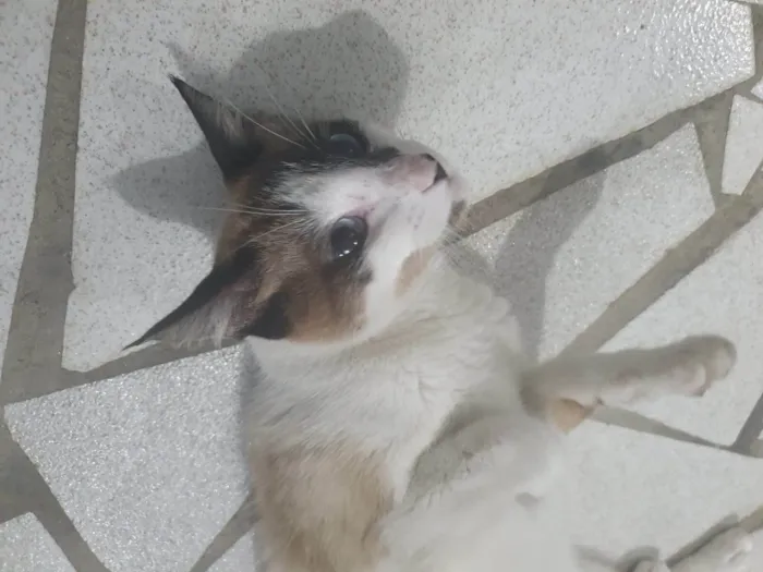 Gato ra a SRD-ViraLata idade 1 ano nome Pene