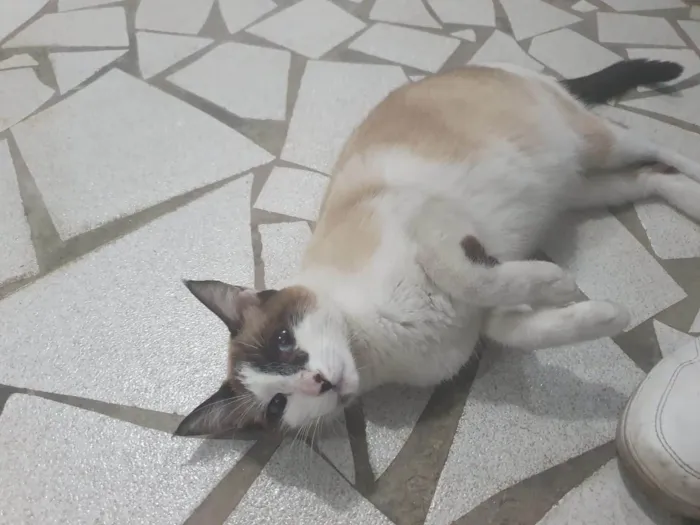 Gato ra a SRD-ViraLata idade 1 ano nome Pene