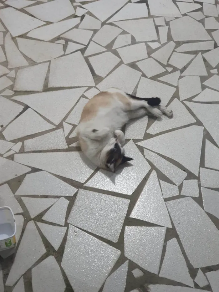 Gato ra a SRD-ViraLata idade 1 ano nome Pene