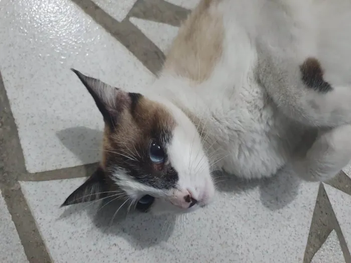 Gato ra a SRD-ViraLata idade 1 ano nome Pene