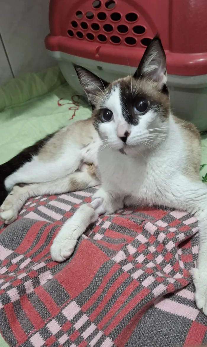 Gato ra a SRD-ViraLata idade 1 ano nome Pene