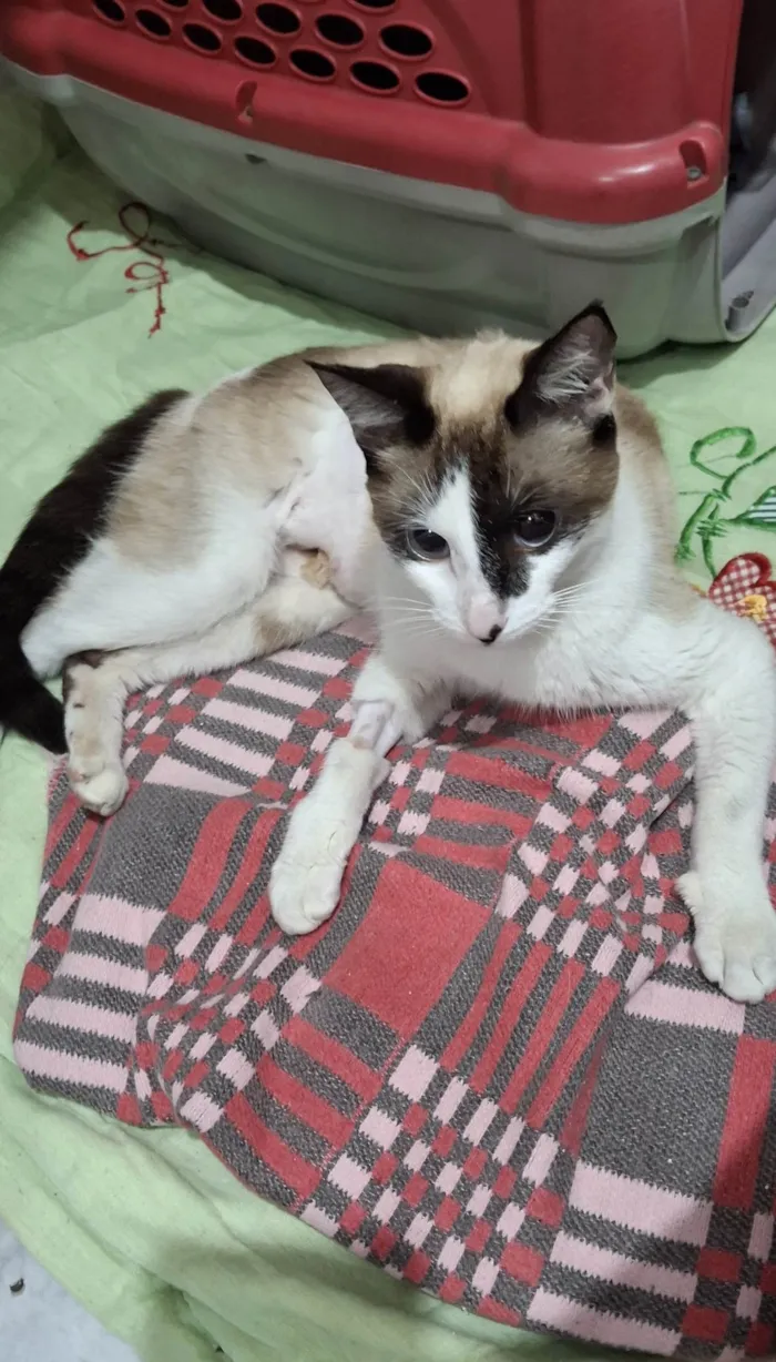 Gato ra a SRD-ViraLata idade 1 ano nome Pene
