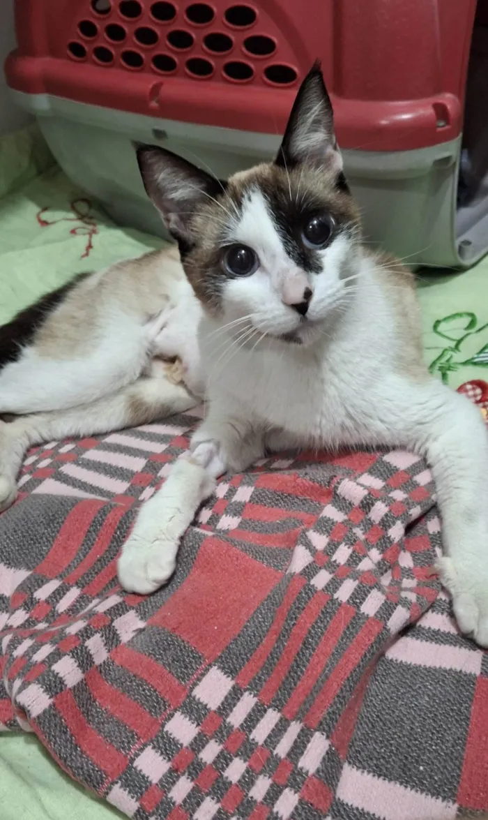 Gato ra a SRD-ViraLata idade 1 ano nome Pene