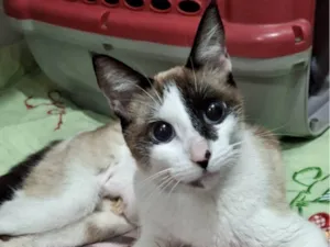 Gato raça SRD-ViraLata idade 1 ano nome Pene