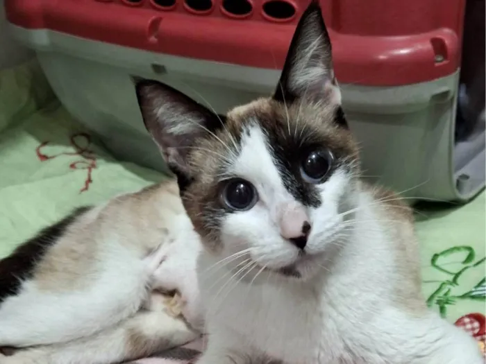 Gato ra a SRD-ViraLata idade 1 ano nome Pene