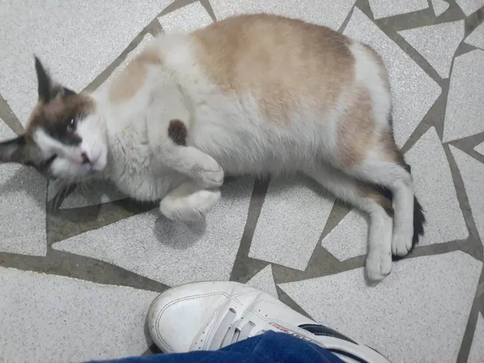 Gato ra a SRD-ViraLata idade 1 ano nome Pene
