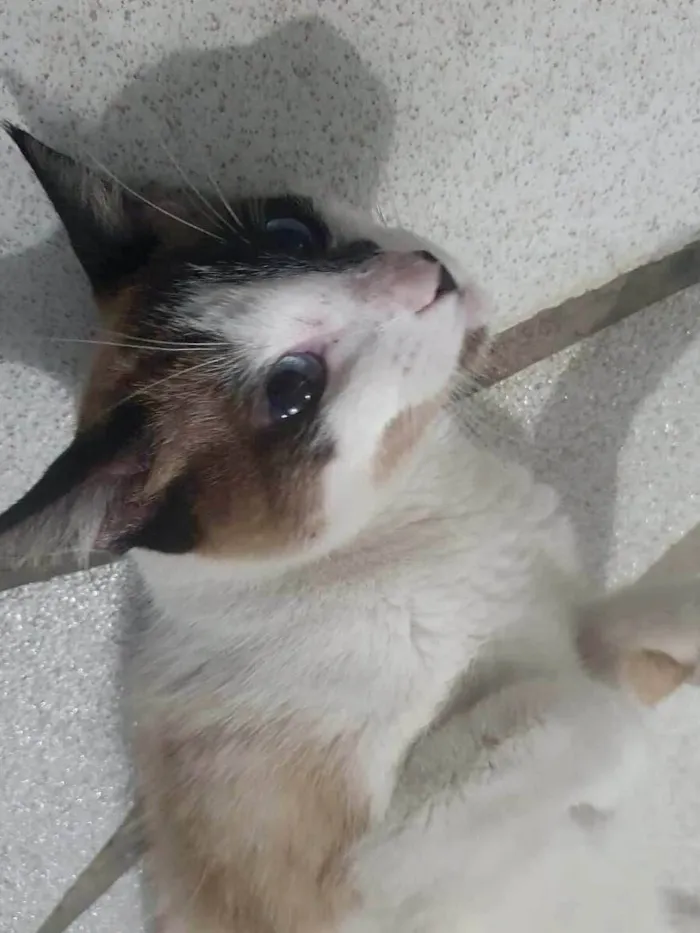 Gato ra a SRD-ViraLata idade 1 ano nome Pene