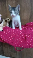 Romeu