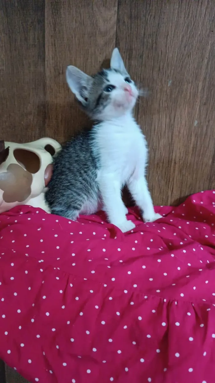 Gato ra a SRD-ViraLata idade Abaixo de 2 meses nome Romeu